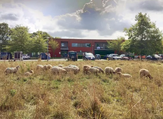Schapen aan WZC Bosbeekhof Sint-Katelijne-Waver Schapen aan WZC Bosbeekhof Sint-Katelijne-Waver