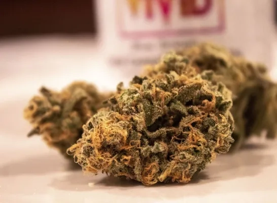 hasj cannabis drugs hasj cannabis drugs