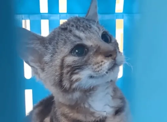 verwaarloosde katten Dessel verwaarloosde katten Dessel