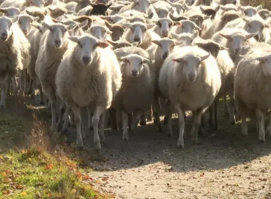 02032024_schapen_mol.jpg.webp schapen vzw kemp dieren