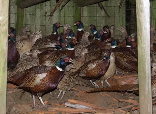 ongeringde fazanten gekweekt voor plezierjacht ongeringde fazanten gekweekt voor plezierjacht