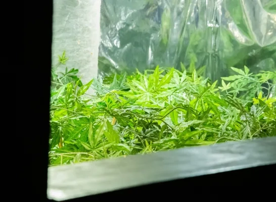 Cannabisplantage ontmanteld in Herentals Cannabisplantage ontmanteld in Herentals