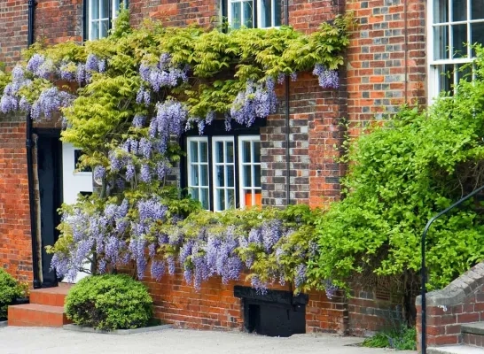 Geveltuin Geveltuin