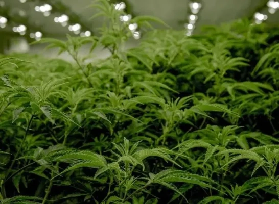 cannabis rechtenvrij cannabis rechtenvrij