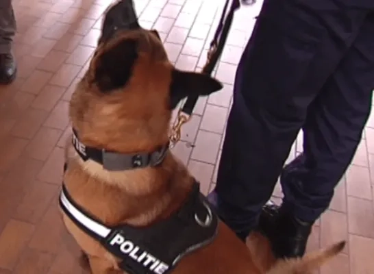 politie hond archief RTV politie hond archief RTV