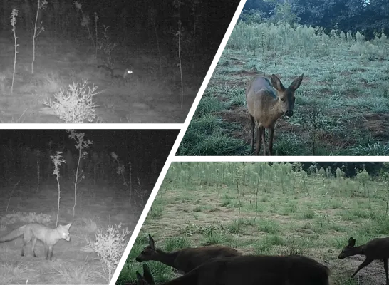 wildcamera De Averegten bos Heist-op-den-Berg wildcamera De Averegten bos Heist-op-den-Berg