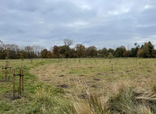 bomen princebos turnhout aurubis bomen princebos turnhout aurubis