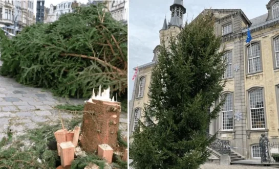 kerstboom Lier scheef omgezaagd