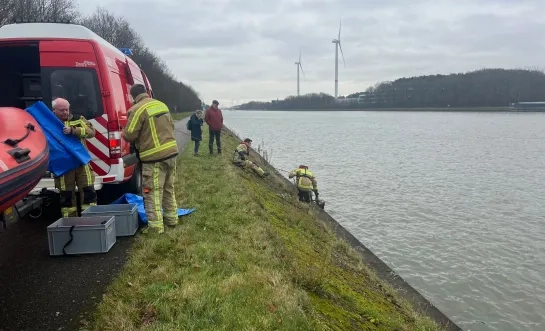 ree in Albertkanaal Olen