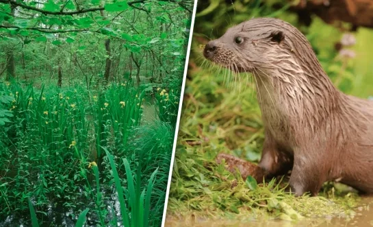 In de Calievallei in Tielen zijn weer otters gespot