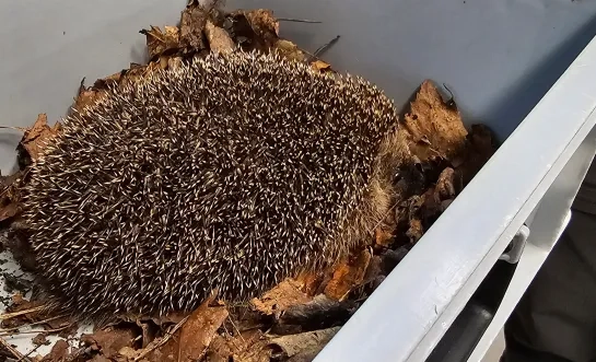 Een egel die wordt opgevangen bij VOC Neteland