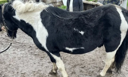paarden