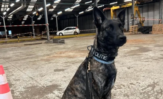 politiehond Gust pz Bodukap