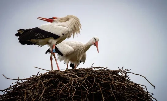 Ooievaars ZOO Planckendael jongen 