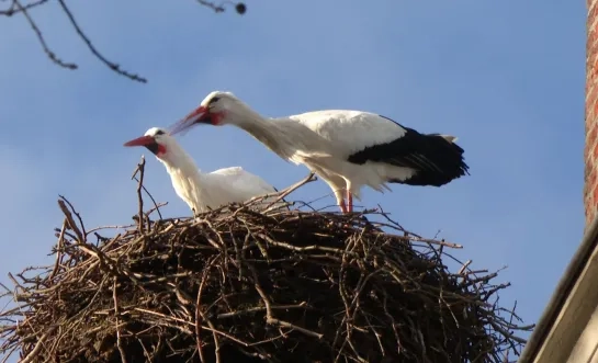 Ooievaars terug in Planckendael