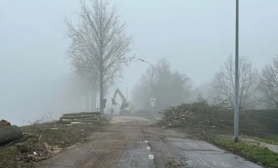 bomenkap Willebroek Tisselt fietsostrade