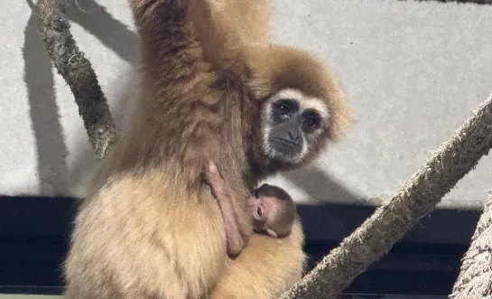 withandgibbon Pakawi park Olmen Balen