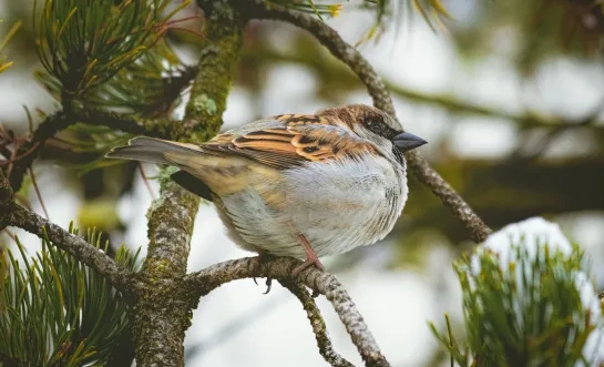 huismus vogel algemeen