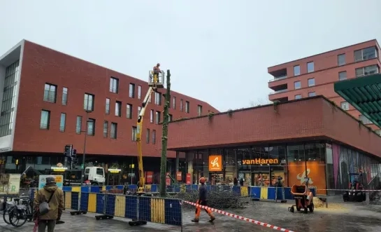 moeraseik Brepolsplein Turnhout zieke boom