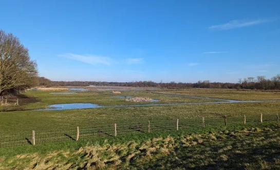 Wetlands in het Mechels Broek in Mechelen