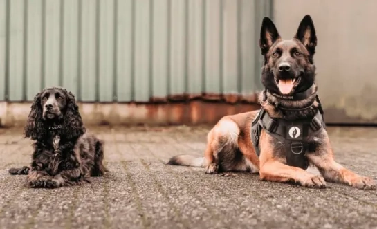 honden politie regio Turnhout 