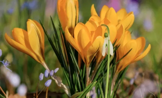 krokus lente rechtenvrij