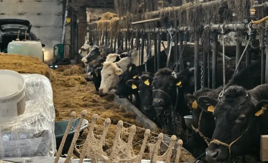 boeren vennengebied 