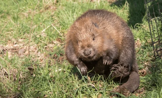 18022025_bever vrij