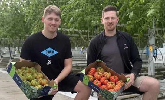 Ferre en Brecht Vertommen Coeur de Boeuf tomaten