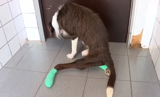 Honden in beslag genomen Grobbendonk opvang asiel Veeweyde