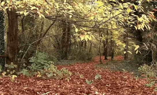 red het speelbos 