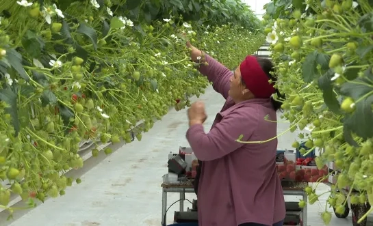 aardbeiteler 