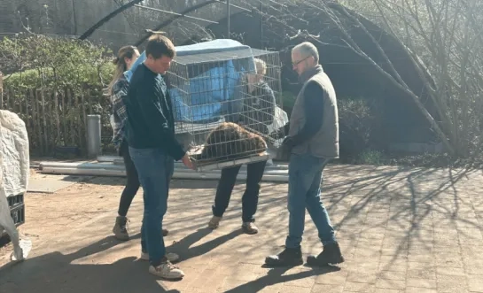 bever terugzetten