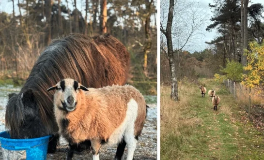 Kameroenschapen De Liereman Oud-Turnhout