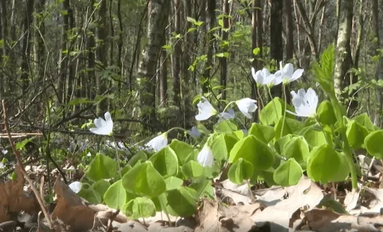 pastoorsbos lichtaart