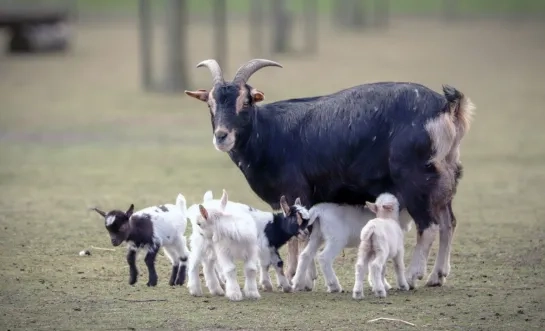 Geitjes geboren bij speel- en beleefboerderij DierenWeelde 