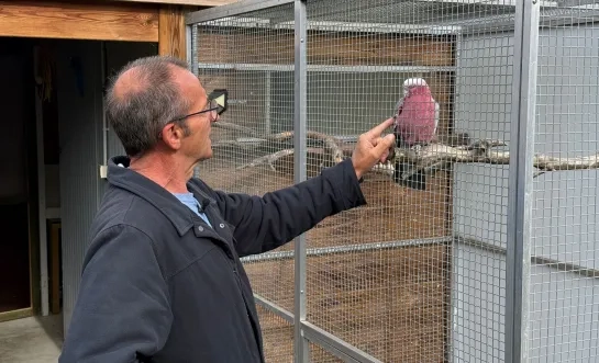 Roze kaketoe vermist in Hulshout
