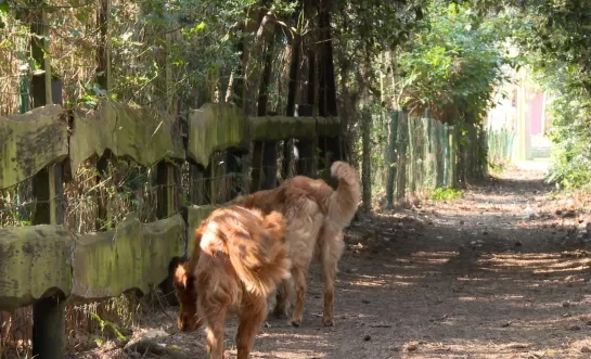 honden archief RTV