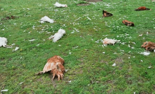 marters dieren doodgebeten