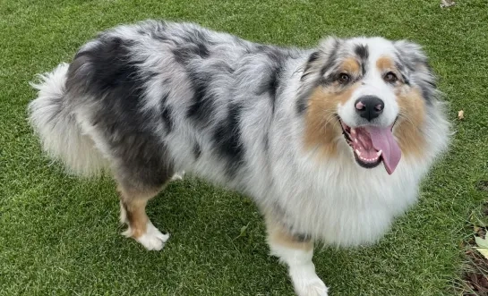 overleden hond na mogelijke vergiftiging