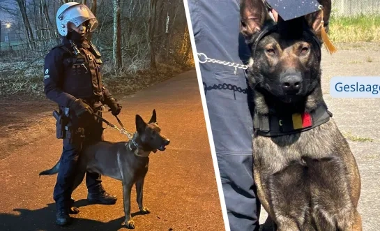 Politiehond Zulu Politie Zuiderkempen