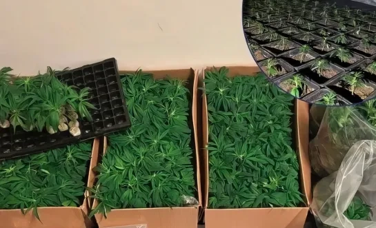 Cannabisplantage Rolwagenstraat Lier