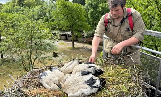 Ringen ooievaars ZOO Planckendael 2025
