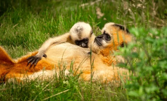 ZOO Planckendael witwanggibbon Mechelen Muizen