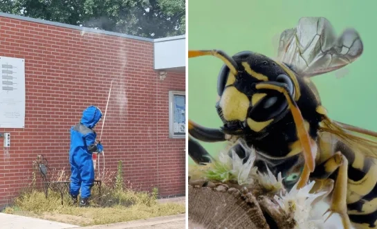 verdeling wespennesten wesp hulpverleningszone Taxandria