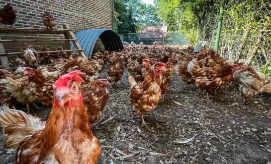 Verwaarloosde kippen uit Tielen worden verzorgd in Limburg