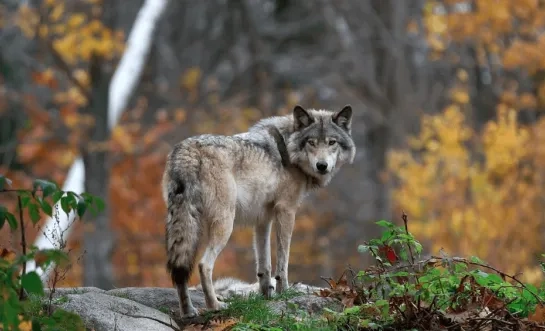 wolf Ravels
