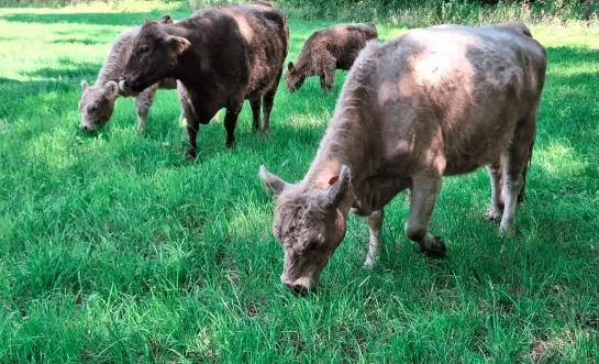 galloways natuurpunt De Putter