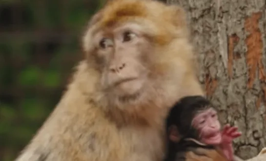 berberaapje geboren in ZOO Planckendael