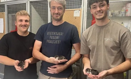 De redders van de kittens
